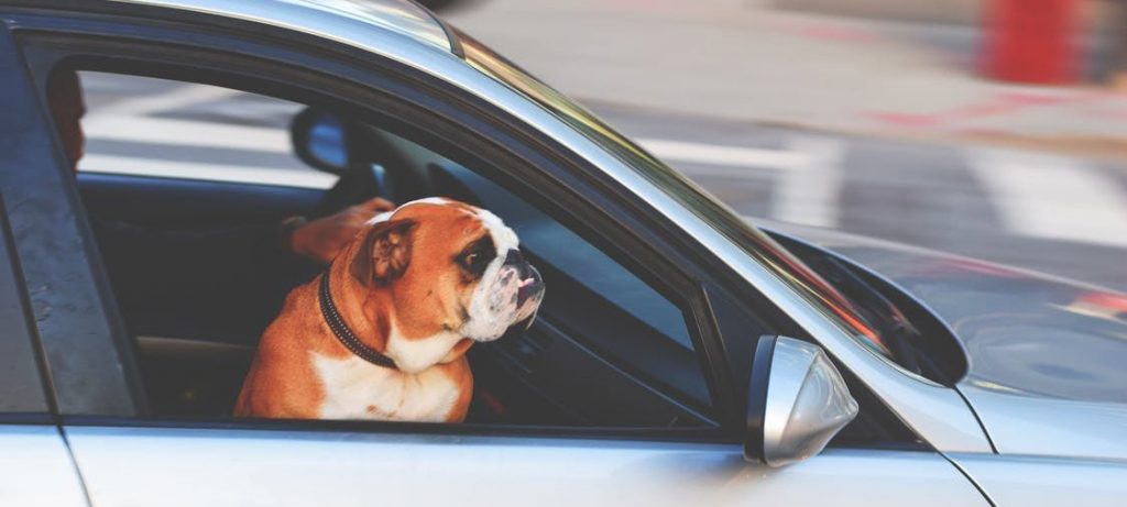 como transportar seu animal de estimação no carro